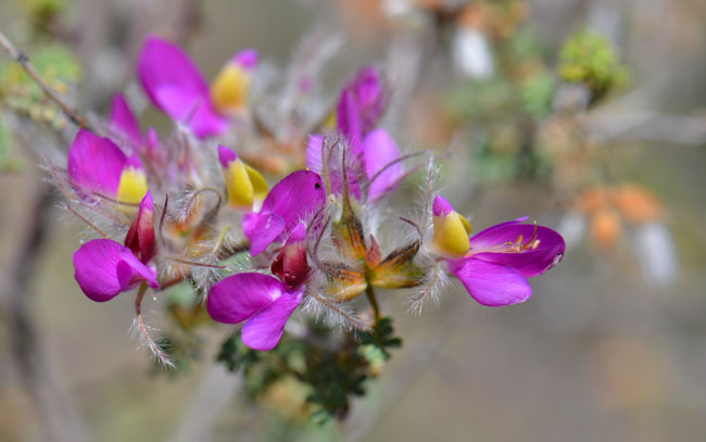 Dalea formosa, Indigobush, Southwest Desert Flora